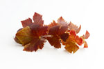 Vigne-rouge