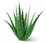 ALOE-VERA