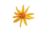 ARNICA