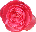 Camelia-rose