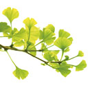 Ginkgo-Biloba