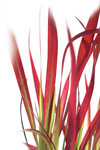 IMPERATA