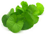 centella-asiatica
